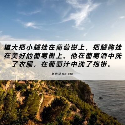 Picture 06 - 創 世 記 49:11 CUVT - 猶 大 把 小 驢 拴 在 葡 萄 樹 上 ， - Bible Verse Picture