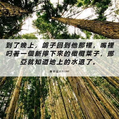 Picture 06 - 創 世 記 8:11 CUVT - 到 了 晚 上 ， 鴿 子 回 到 他 那 裡 - Bible Verse Picture