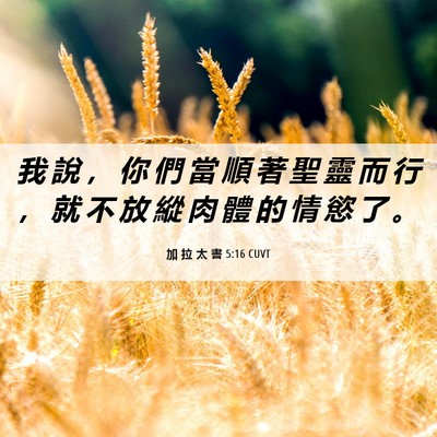 Picture 06 - 加 拉 太 書 5:16 CUVT - 我 說 ， 你 們 當 順 著 聖 靈 而 行 - Bible Verse Picture
