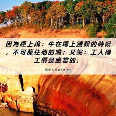 Picture 06 - 提 摩 太 前 書 5:18 CUVT - 因 為 經 上 說 ： 牛 在 場 上 踹 穀 - Bible Verse Picture
