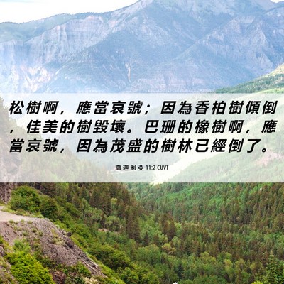 Picture 06 - 撒 迦 利 亞 11:2 CUVT - 松 樹 啊 ， 應 當 哀 號 ； 因 為 香 - Bible Verse Picture