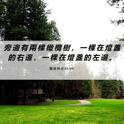 Picture 06 - 撒 迦 利 亞 4:3 CUVT - 旁 邊 有 兩 棵 橄 欖 樹 ， 一 棵 在 - Bible Verse Picture