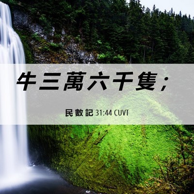 Picture 06 - 民 數 記 31:44 CUVT - 牛 三 萬 六 千 隻 - Bible Verse Picture