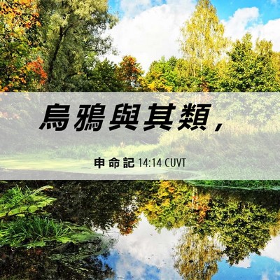 Picture 06 - 申 命 記 14:14 CUVT - 烏 鴉 與 其 類 - Bible Verse Picture