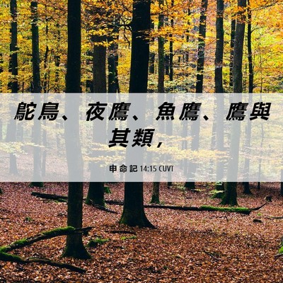 Picture 06 - 申 命 記 14:15 CUVT - 鴕 鳥 、 夜 鷹 、 魚 鷹 、 鷹 與 其 - Bible Verse Picture