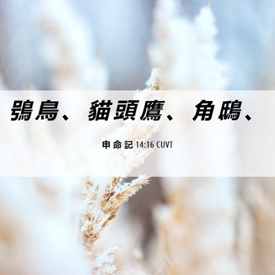 Picture 06 - 申 命 記 14:16 CUVT - 鴞 鳥 、 貓 頭 鷹 、 角 鴟 - Bible Verse Picture