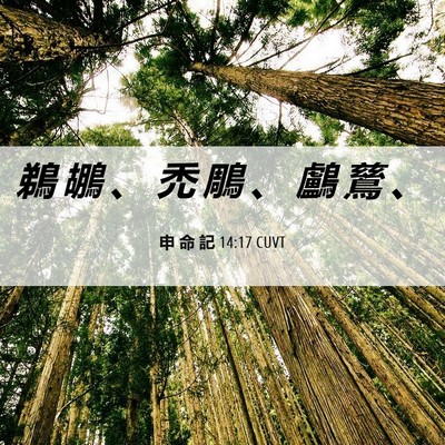 Picture 06 - 申 命 記 14:17 CUVT - 鵜 鶘 、 禿 鵰 、 鸕 鶿 - Bible Verse Picture