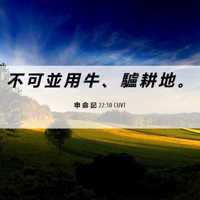 Picture 06 - 申 命 記 22:10 CUVT - 不 可 並 用 牛 、 驢 耕 地 - Bible Verse Picture
