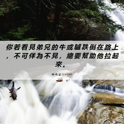 Picture 06 - 申 命 記 22:4 CUVT - 你 若 看 見 弟 兄 的 牛 或 驢 跌 倒 - Bible Verse Picture