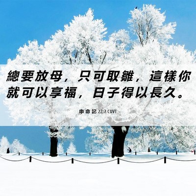 Picture 06 - 申 命 記 22:7 CUVT - 總 要 放 母 ， 只 可 取 雛 ， 這 樣 - Bible Verse Picture