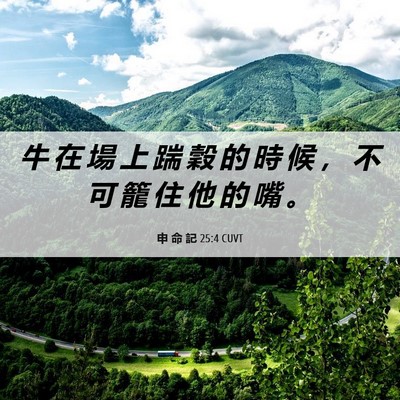 Picture 06 - 申 命 記 25:4 CUVT - 牛 在 場 上 踹 穀 的 時 候 ， 不 可 - Bible Verse Picture