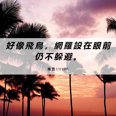 Picture 06 - 箴 言 1:17 CUVT - 好 像 飛 鳥 ， 網 羅 設 在 眼 前 仍 - Bible Verse Picture
