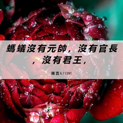 Picture 06 - 箴 言 6:7 CUVT - 螞 蟻 沒 有 元 帥 ， 沒 有 官 長 ， - Bible Verse Picture