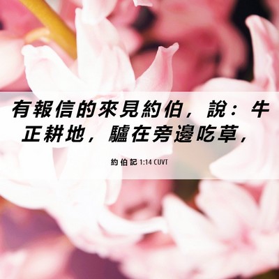 Picture 06 - 約 伯 記 1:14 CUVT - 有 報 信 的 來 見 約 伯 ， 說 ： 牛 - Bible Verse Picture