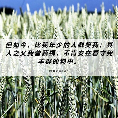 Picture 06 - 約 伯 記 30:1 CUVT - 但 如 今 ， 比 我 年 少 的 人 戲 笑 - Bible Verse Picture