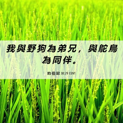 Picture 06 - 約 伯 記 30:29 CUVT - 我 與 野 狗 為 弟 兄 ， 與 鴕 鳥 為 - Bible Verse Picture