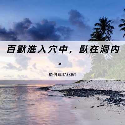 Picture 06 - 約 伯 記 37:8 CUVT - 百 獸 進 入 穴 中 ， 臥 在 洞 內 - Bible Verse Picture