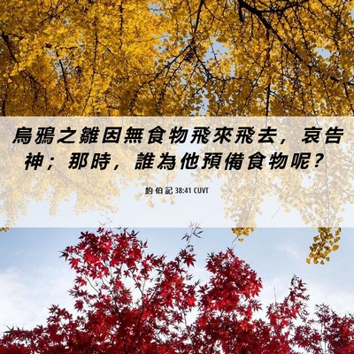 Picture 06 - 約 伯 記 38:41 CUVT - 烏 鴉 之 雛 因 無 食 物 飛 來 飛 去 - Bible Verse Picture