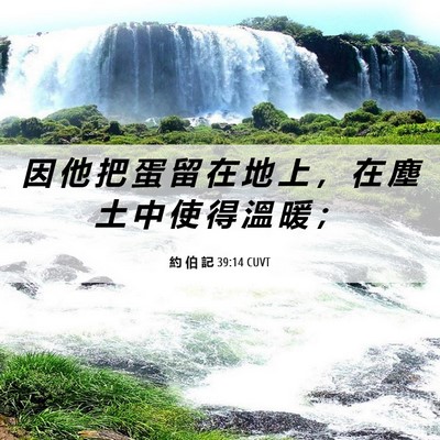 Picture 06 - 約 伯 記 39:14 CUVT - 因 他 把 蛋 留 在 地 上 ， 在 塵 土 - Bible Verse Picture