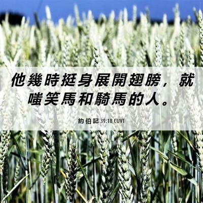 Picture 06 - 約 伯 記 39:18 CUVT - 他 幾 時 挺 身 展 開 翅 膀 ， 就 嗤 - Bible Verse Picture