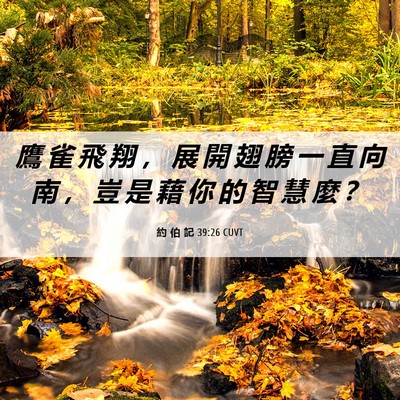 Picture 06 - 約 伯 記 39:26 CUVT - 鷹 雀 飛 翔 ， 展 開 翅 膀 一 直 向 - Bible Verse Picture