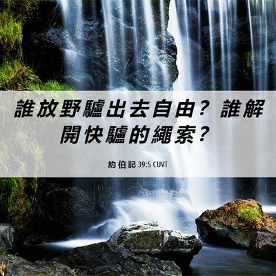 Picture 06 - 約 伯 記 39:5 CUVT - 誰 放 野 驢 出 去 自 由 ？ 誰 解 開 - Bible Verse Picture