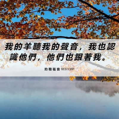 Picture 06 - 約 翰 福 音 10:27 CUVT - 我 的 羊 聽 我 的 聲 音 ， 我 也 認 - Bible Verse Picture