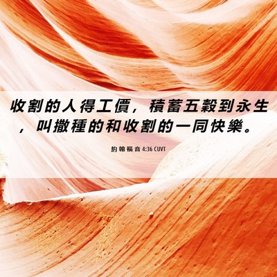 Picture 06 - 約 翰 福 音 4:36 CUVT - 收 割 的 人 得 工 價 ， 積 蓄 五 穀 - Bible Verse Picture