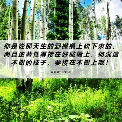 Picture 06 - 羅 馬 書 11:24 CUVT - 你 是 從 那 天 生 的 野 橄 欖 上 砍 - Bible Verse Picture