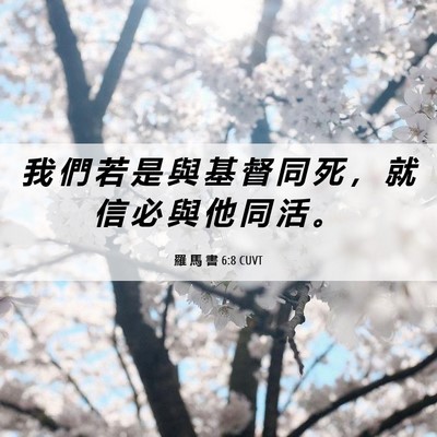 Picture 06 - 羅 馬 書 6:8 CUVT - 我 們 若 是 與 基 督 同 死 ， 就 信 - Bible Verse Picture