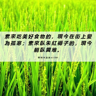 Picture 06 - 耶 利 米 哀 歌 4:5 CUVT - 素 來 吃 美 好 食 物 的 ， 現 今 在 - Bible Verse Picture