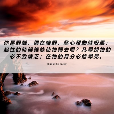 Picture 06 - 耶 利 米 書 2:24 CUVT - 你 是 野 驢 ， 慣 在 曠 野 ， 慾 心 - Bible Verse Picture
