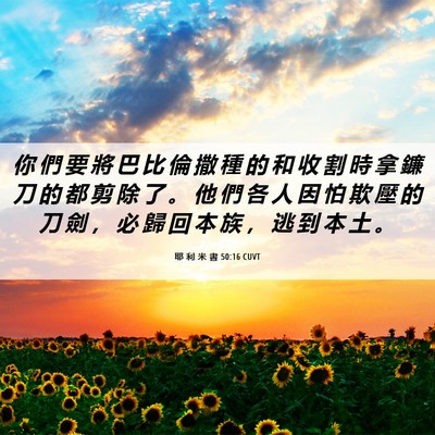 Picture 06 - 耶 利 米 書 50:16 CUVT - 你 們 要 將 巴 比 倫 撒 種 的 和 收 - Bible Verse Picture