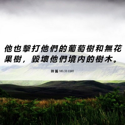 Picture 06 - 詩 篇 105:33 CUVT - 他 也 擊 打 他 們 的 葡 萄 樹 和 無 - Bible Verse Picture