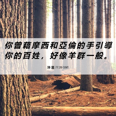 Picture 06 - 詩 篇 77:20 CUVT - 你 曾 藉 摩 西 和 亞 倫 的 手 引 導 - Bible Verse Picture