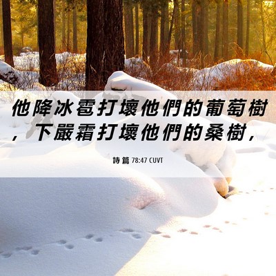 Picture 06 - 詩 篇 78:47 CUVT - 他 降 冰 雹 打 壞 他 們 的 葡 萄 樹 - Bible Verse Picture