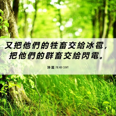 Picture 06 - 詩 篇 78:48 CUVT - 又 把 他 們 的 牲 畜 交 給 冰 雹 ， - Bible Verse Picture