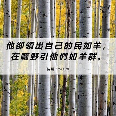 Picture 06 - 詩 篇 78:52 CUVT - 他 卻 領 出 自 己 的 民 如 羊 ， 在 - Bible Verse Picture
