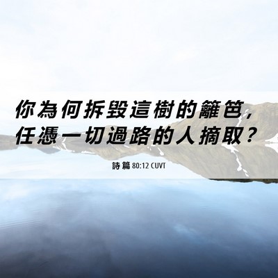 Picture 06 - 詩 篇 80:12 CUVT - 你 為 何 拆 毀 這 樹 的 籬 笆 ， 任 - Bible Verse Picture