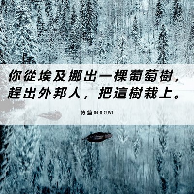 Picture 06 - 詩 篇 80:8 CUVT - 你 從 埃 及 挪 出 一 棵 葡 萄 樹 ， - Bible Verse Picture