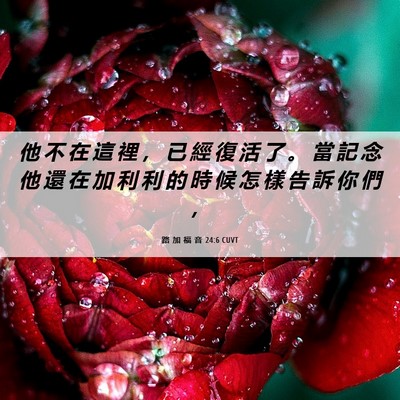 Picture 06 - 路 加 福 音 24:6 CUVT - 他 不 在 這 裡 ， 已 經 復 活 了 。 - Bible Verse Picture