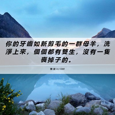 Picture 06 - 雅 歌 4:2 CUVT - 你 的 牙 齒 如 新 剪 毛 的 一 群 母 - Bible Verse Picture