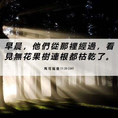 Picture 06 - 馬 可 福 音 11:20 CUVT - 早 晨 ， 他 們 從 那 裡 經 過 ， 看 - Bible Verse Picture