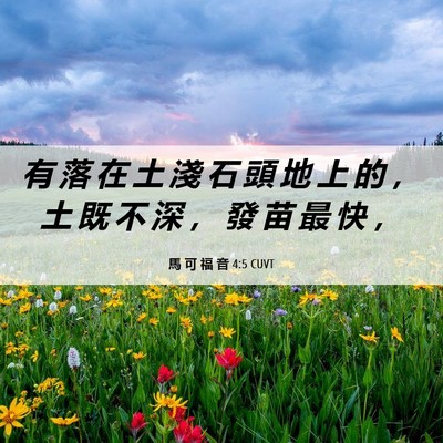 Picture 06 - 馬 可 福 音 4:5 CUVT - 有 落 在 土 淺 石 頭 地 上 的 ， 土 - Bible Verse Picture