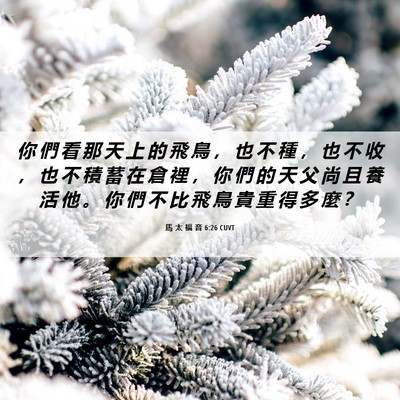 Picture 06 - 馬 太 福 音 6:26 CUVT - 你 們 看 那 天 上 的 飛 鳥 ， 也 不 - Bible Verse Picture