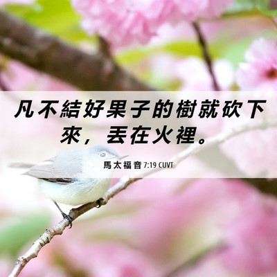 Picture 06 - 馬 太 福 音 7:19 CUVT - 凡 不 結 好 果 子 的 樹 就 砍 下 來 - Bible Verse Picture