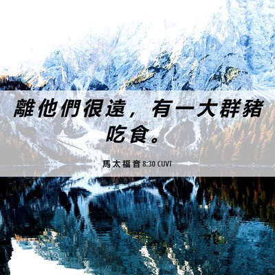 Picture 06 - 馬 太 福 音 8:30 CUVT - 離 他 們 很 遠 ， 有 一 大 群 豬 吃 - Bible Verse Picture