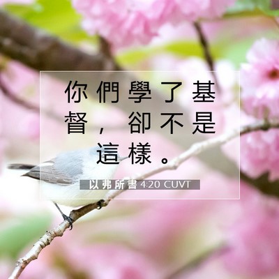 Picture 07 - 以 弗 所 書 4:20 CUVT - 你 們 學 了 基 督 ， 卻 不 是 這 樣 - Bible Verse Picture