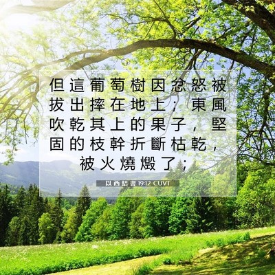 Picture 07 - 以 西 結 書 19:12 CUVT - 但 這 葡 萄 樹 因 忿 怒 被 拔 出 摔 - Bible Verse Picture