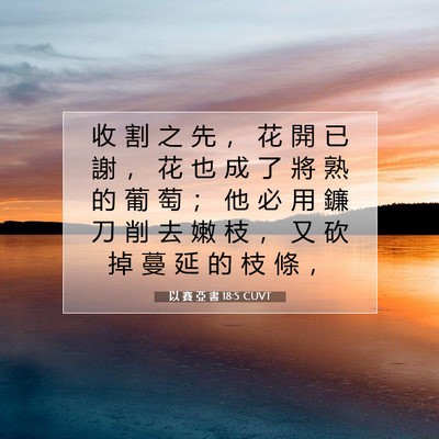 Picture 07 - 以 賽 亞 書 18:5 CUVT - 收 割 之 先 ， 花 開 已 謝 ， 花 也 - Bible Verse Picture